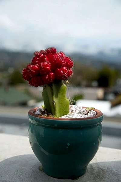 Photo 31