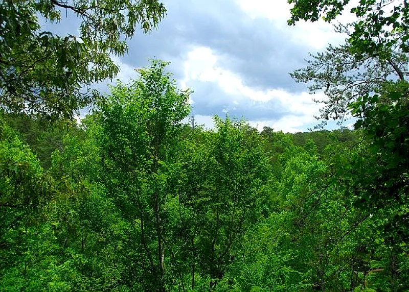 Photo 41