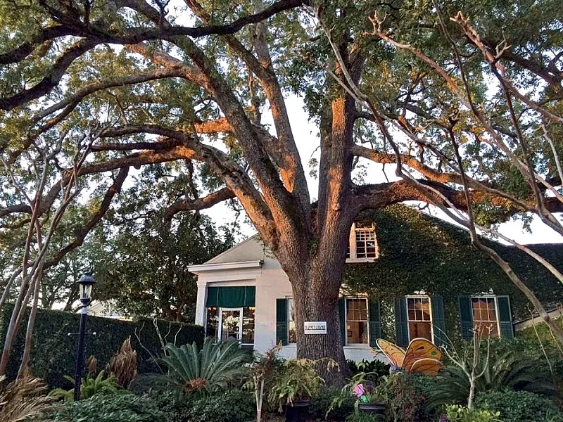 Photo 19