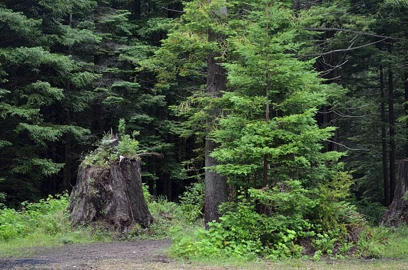 Picturesque forest homes