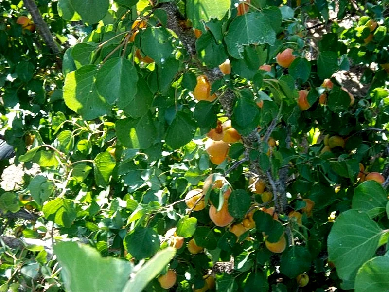 Photo 16