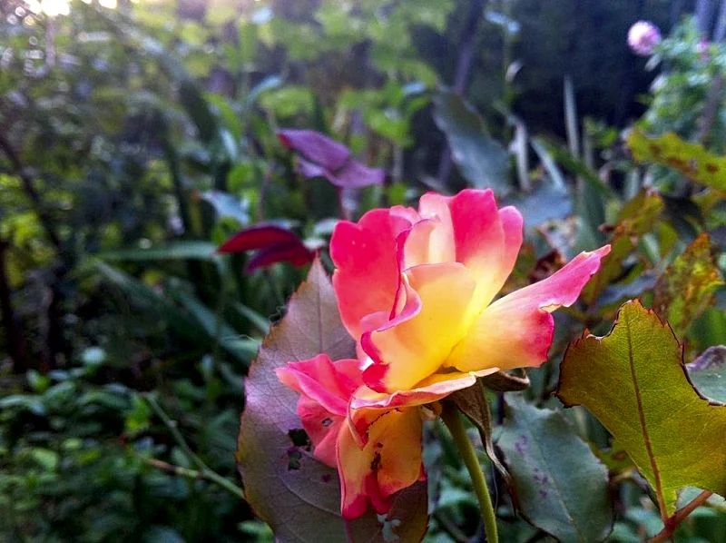 Photo 25