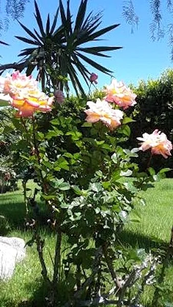 Photo 34