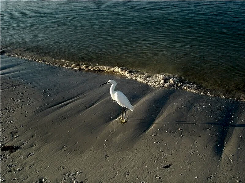 Photo 46